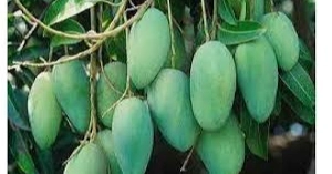 Rajshahi sets May 15 for start of mango harvesting