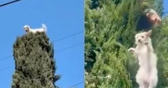 Dog climbs atop 35-foot tree, dramatic rescue video goes viral