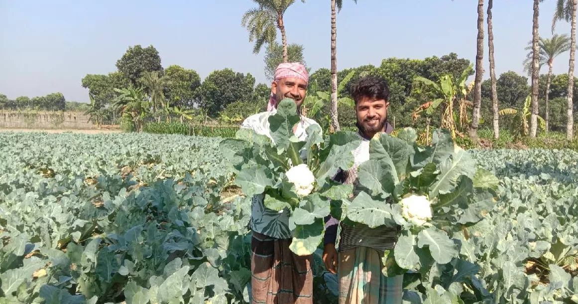 Chuadanga farmers thrive as cauliflower yields hit new high