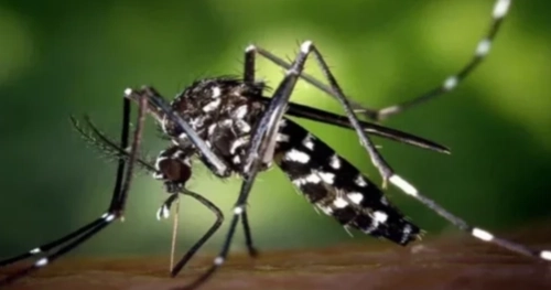 394 fresh dengue cases reported in 24hrs: DGHS