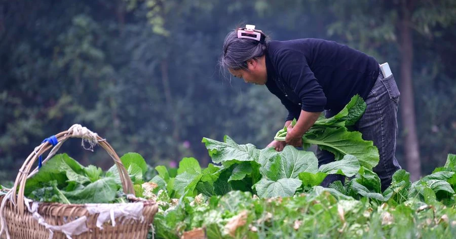 Chinese researchers advance vegetable freshness preservation