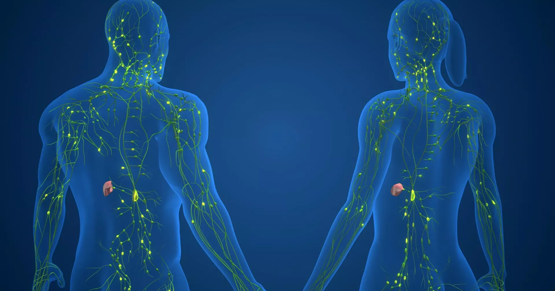 More than 1,000 genetic switches may explain sex differences in immunity