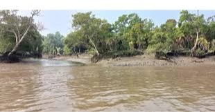 Govt to formulate concrete action plan to protect Sundarbans: Rizwana