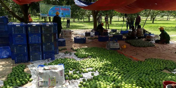 Satkhira mangoes await lucrative sale in European markets 