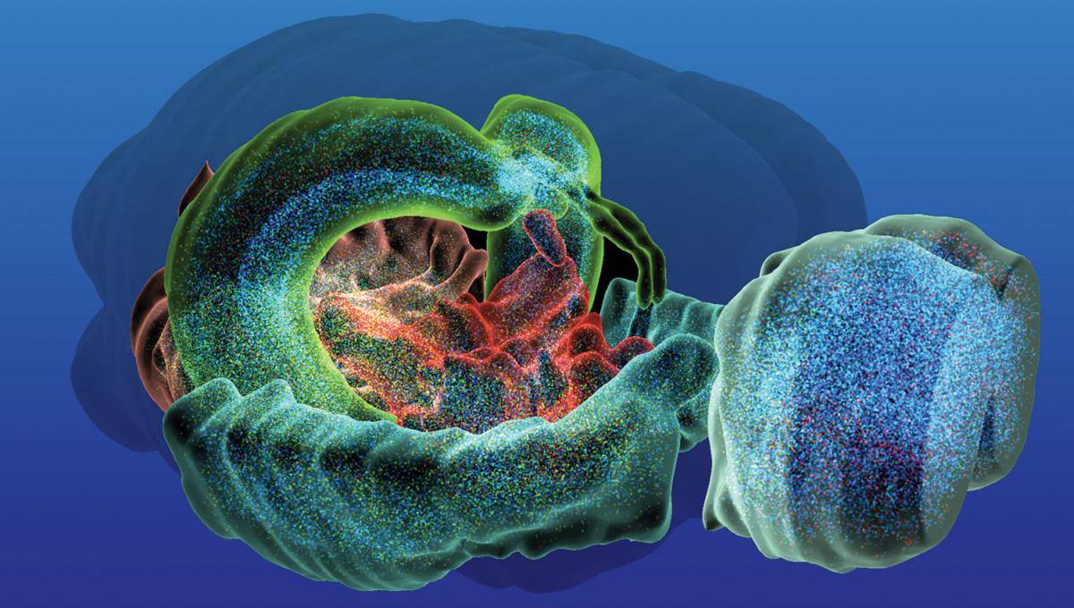 Chinese university to develop brain science with Blue Brain Project