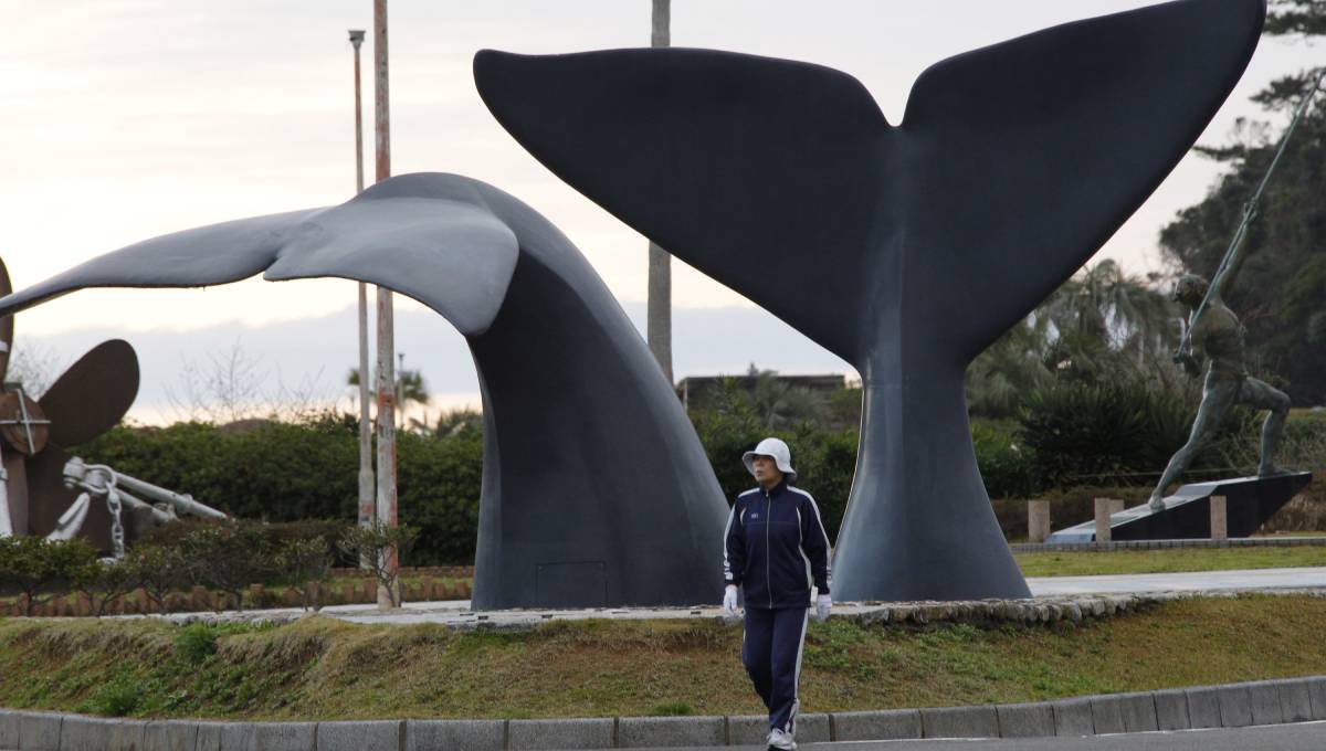 Japan whalers discuss plan to resume commercial hunt July 1