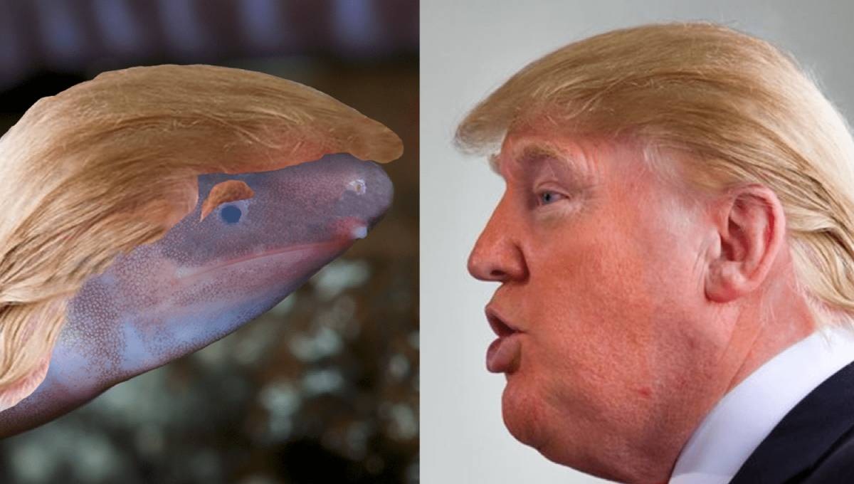 Blind amphibian named after Trump in climate change protest