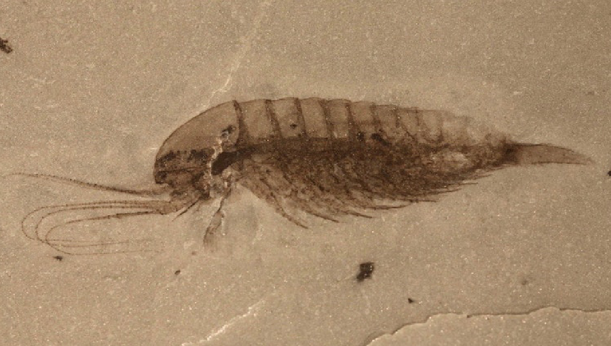 Chinese scientists discover rare Cambrian fossils