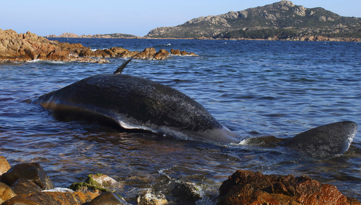 WWF sounds alarm after 48 lbs of plastic found in dead whale