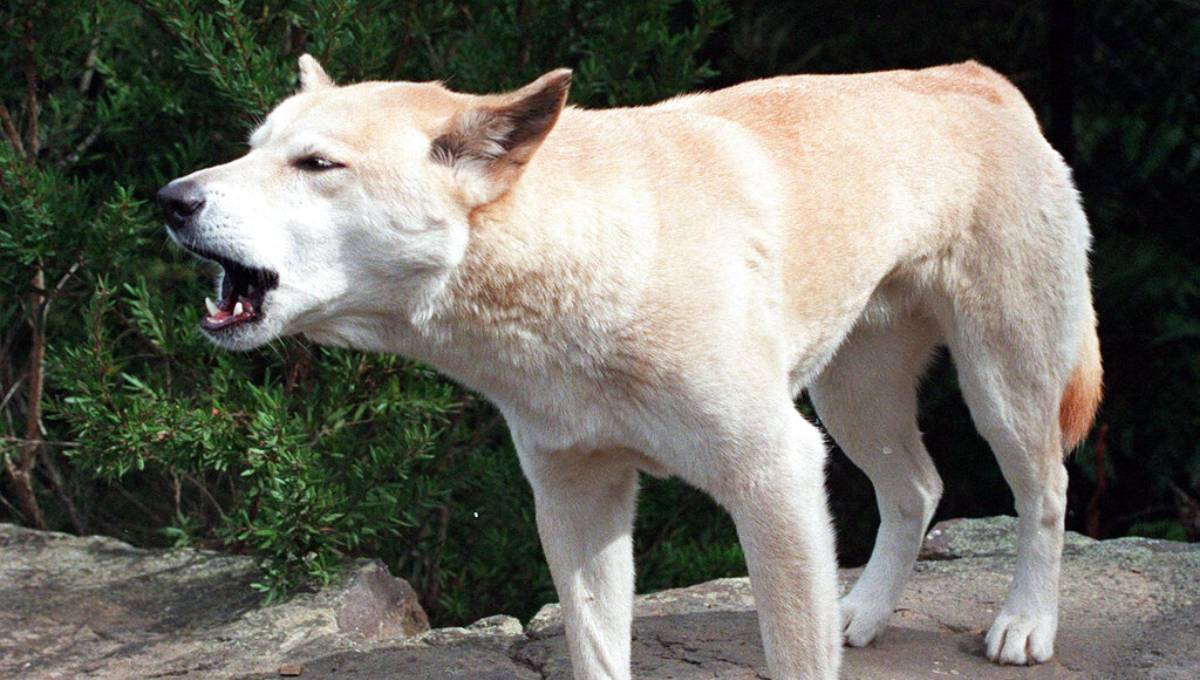 Dad saved toddler from dingo attack in Australia