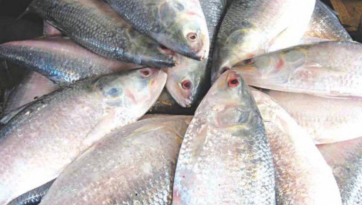 Abundant Hilsa supply brings down prices in Chandpur