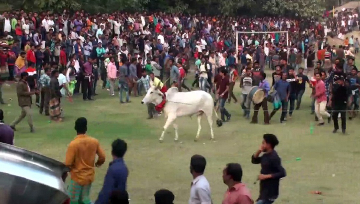 Cow race thrills Manikganj people