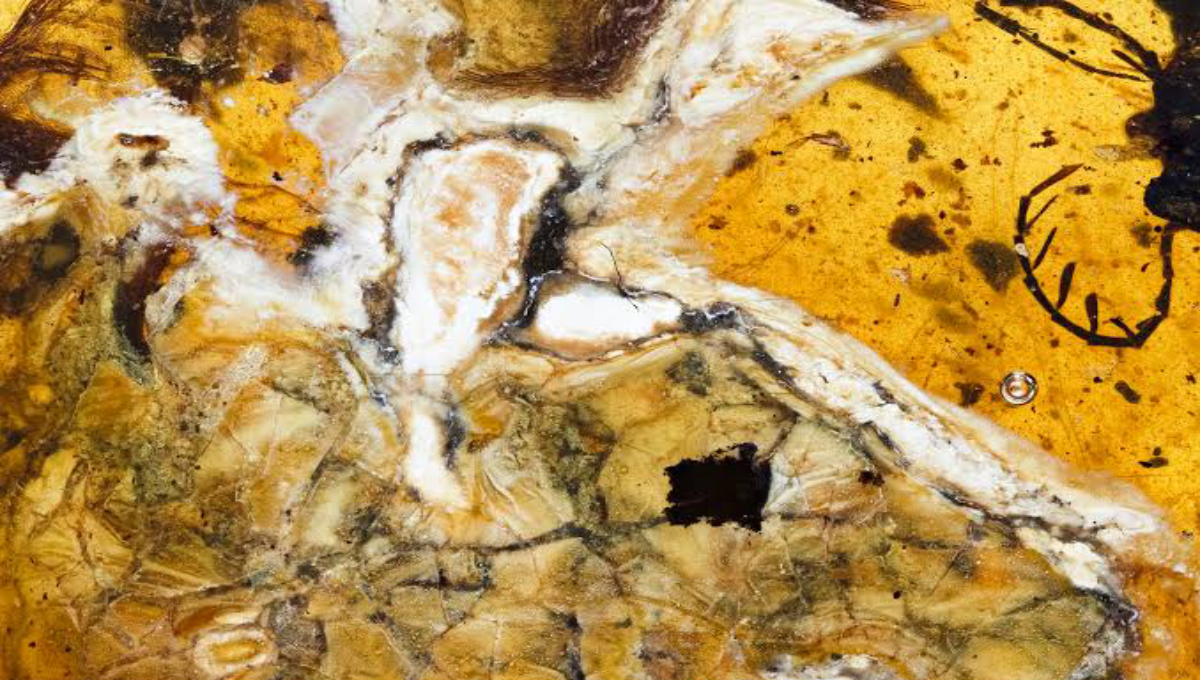 Researchers find ancient bird in dinosaur-era amber