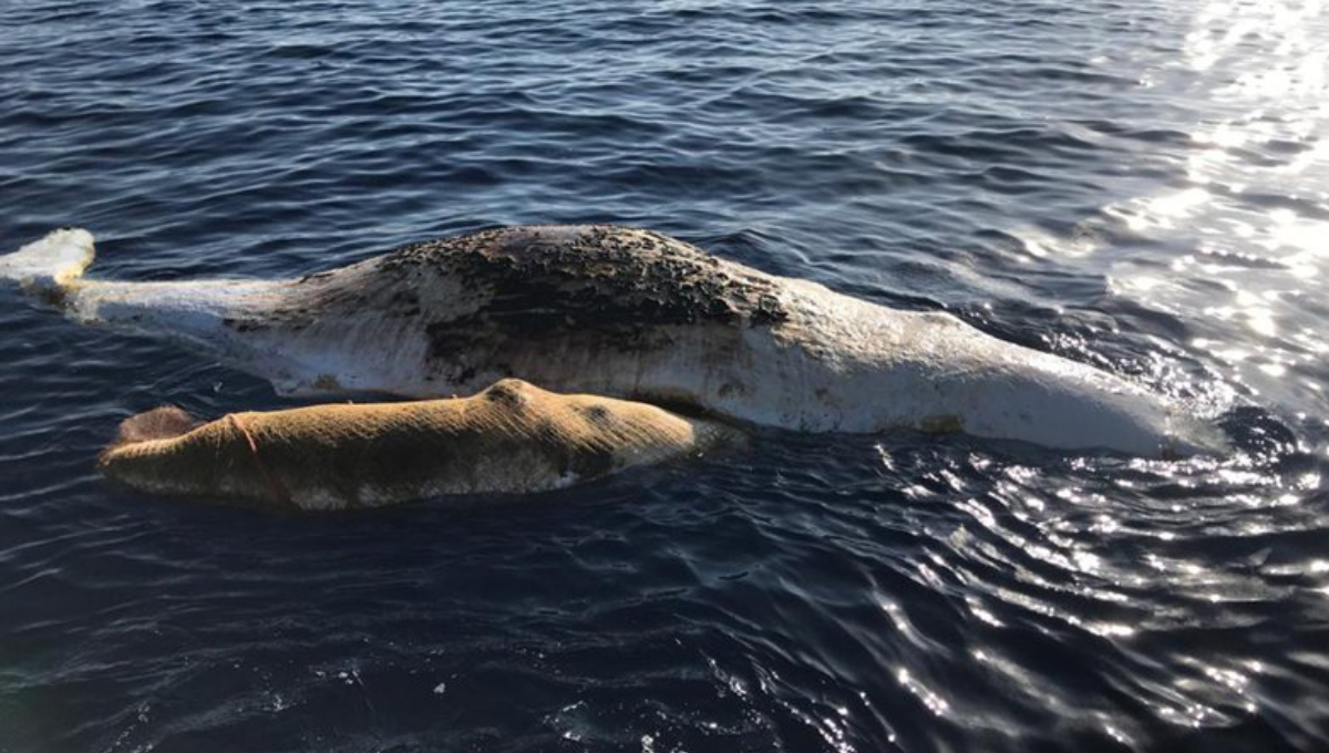 Mother sperm whale and baby dead in fishing net off Italy