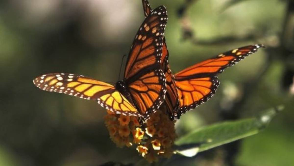 Environmentalists warn Trump 'weakening' endangered species protections