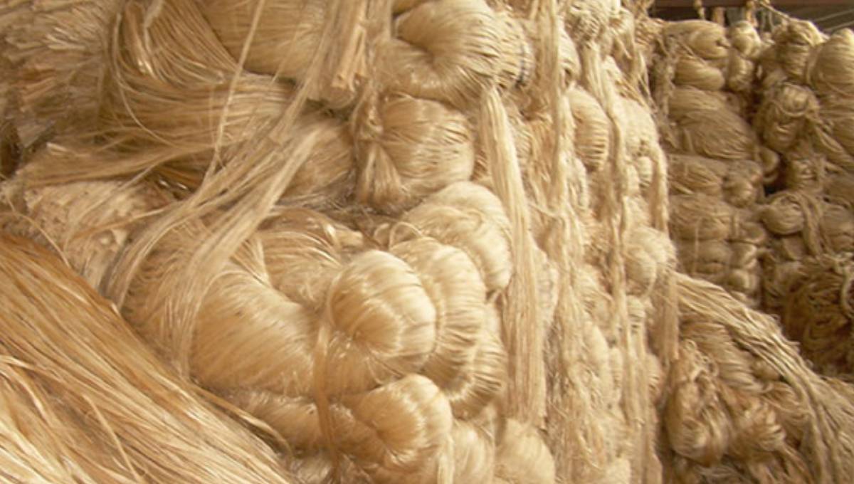 Jute export ban still haunts Khulna traders