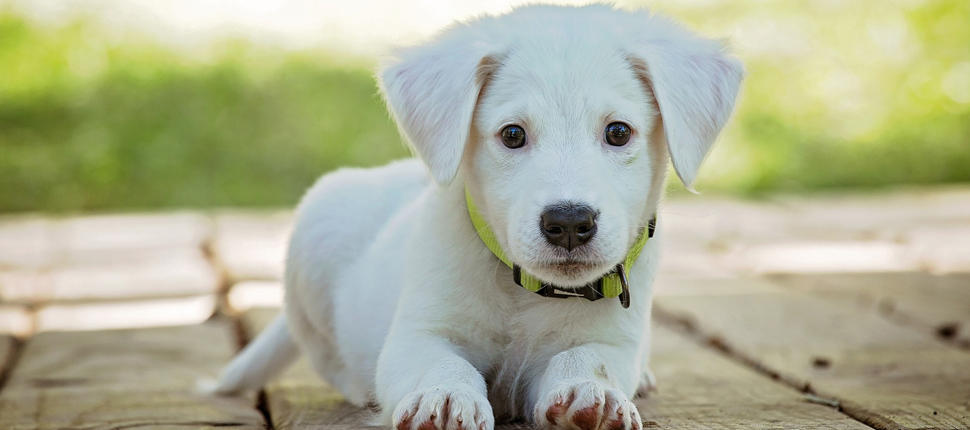 Puppy who disappeared after crash found 13 days later