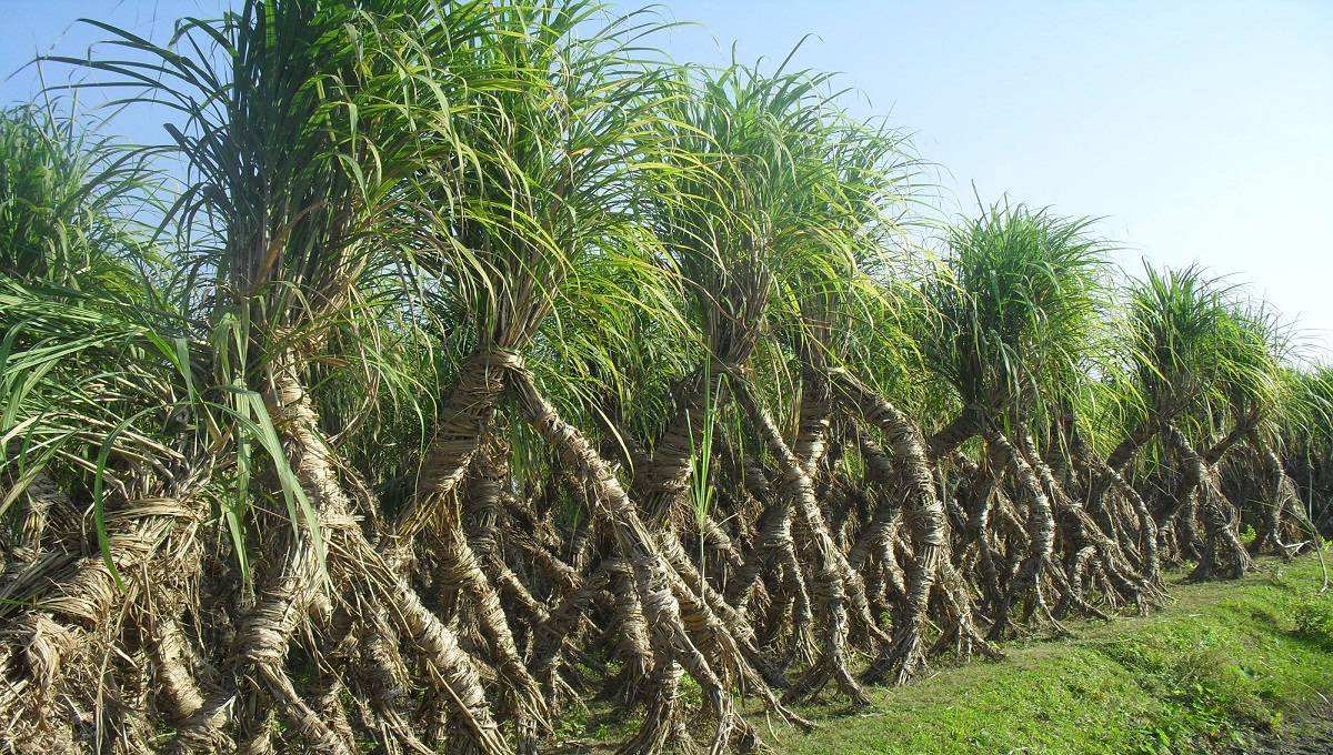 Sugarcane farming in Satkhira sees a sharp fall 