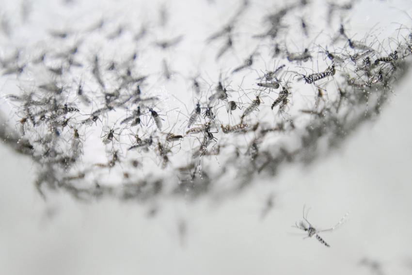 Scientists develop new method to control mosquitoes