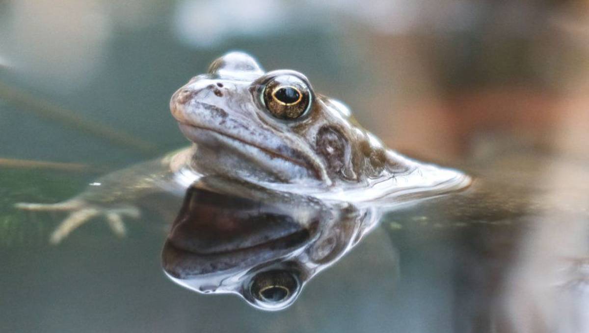 'Friendly' bacteria could help save frogs from disease