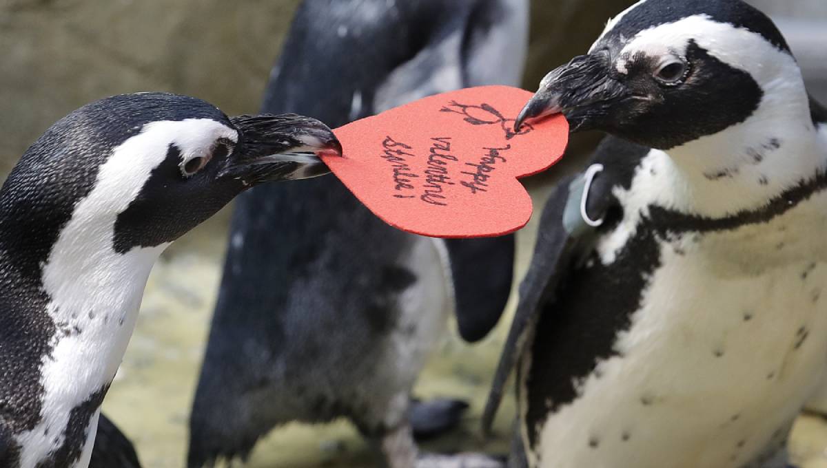 Love on the rocks: Penguins celebrating Valentine's Day