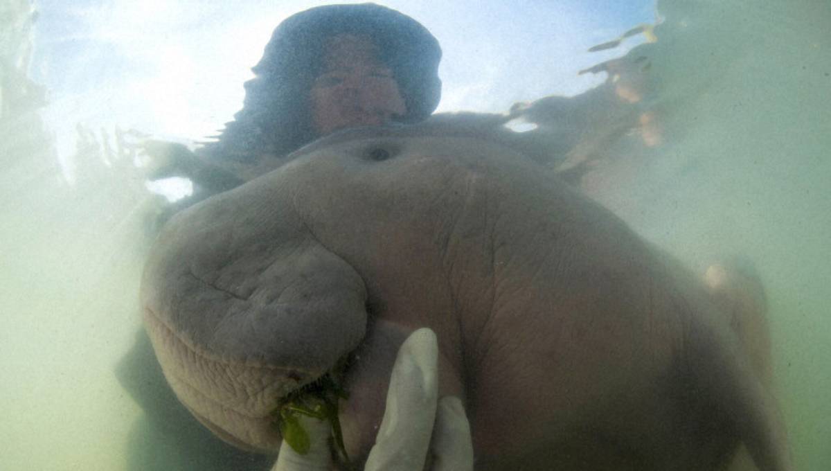Thailand's lost baby dugong dies from shock, eating plastic
