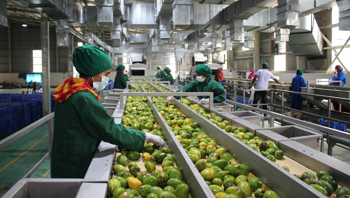 PRAN starts collecting mangos for food products 