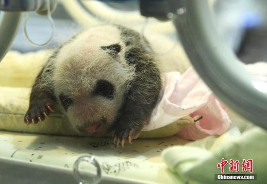 Two pairs of panda twins born on same day in Chongqing