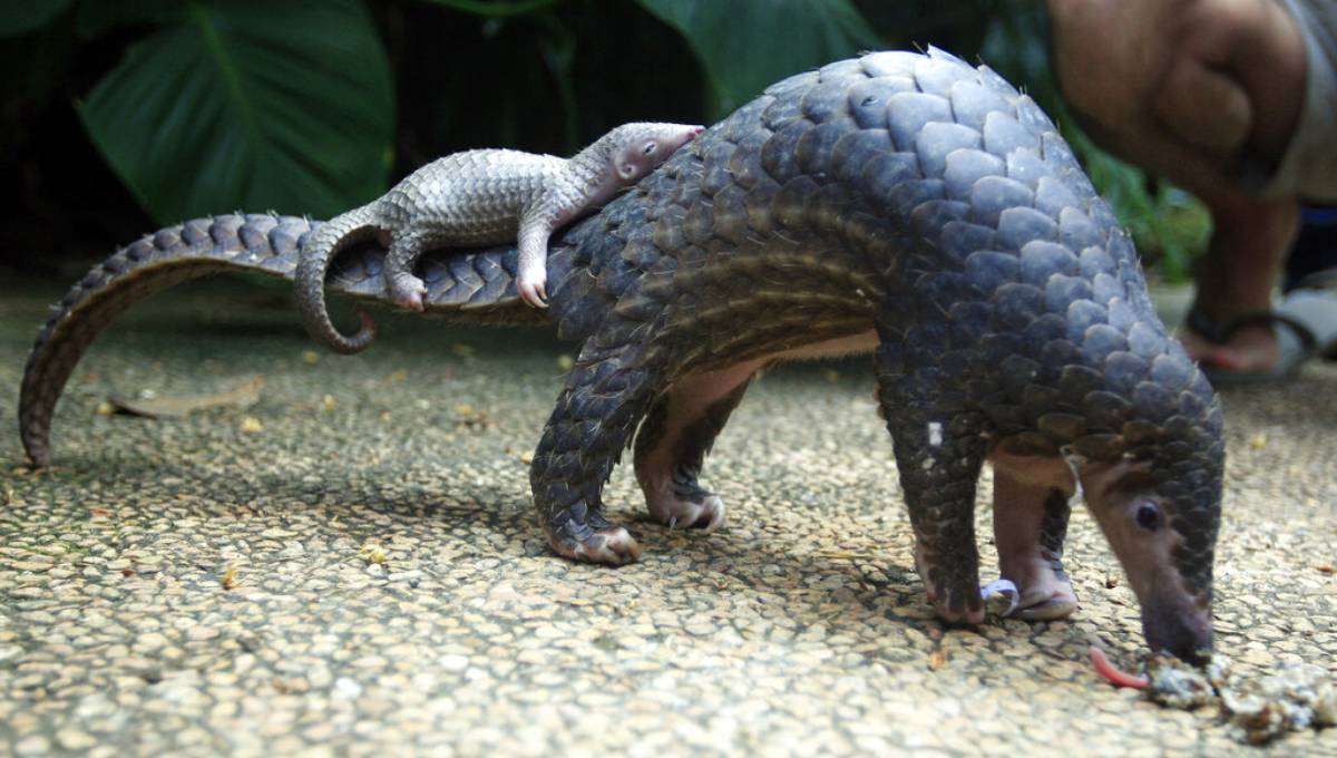 Busts in Asia reveal scales from 38,000 endangered pangolins
