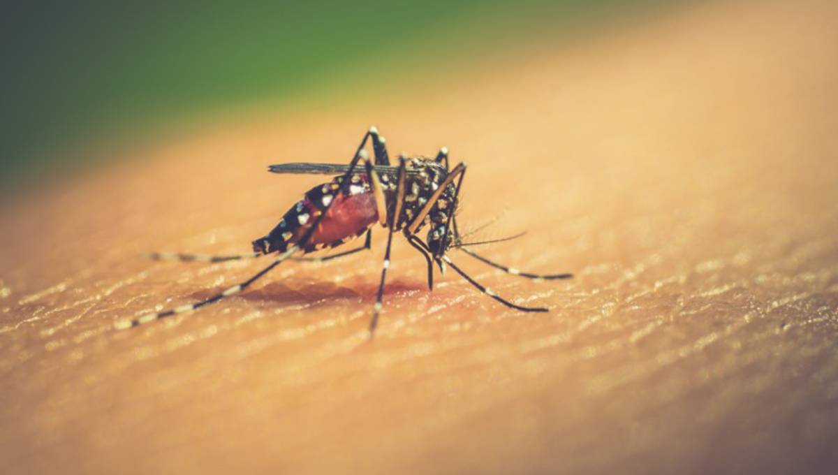 Mobile court finds Aedes larvae in city