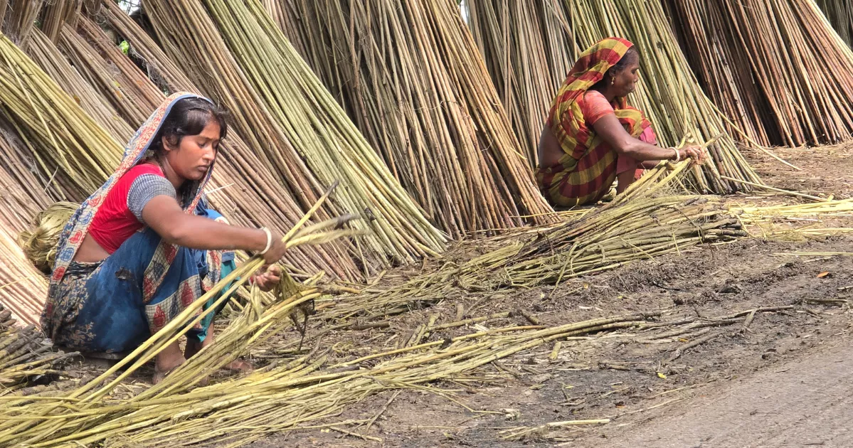 Golden fibre glows again; Faridpur fields promise Tk 2,000cr harvest