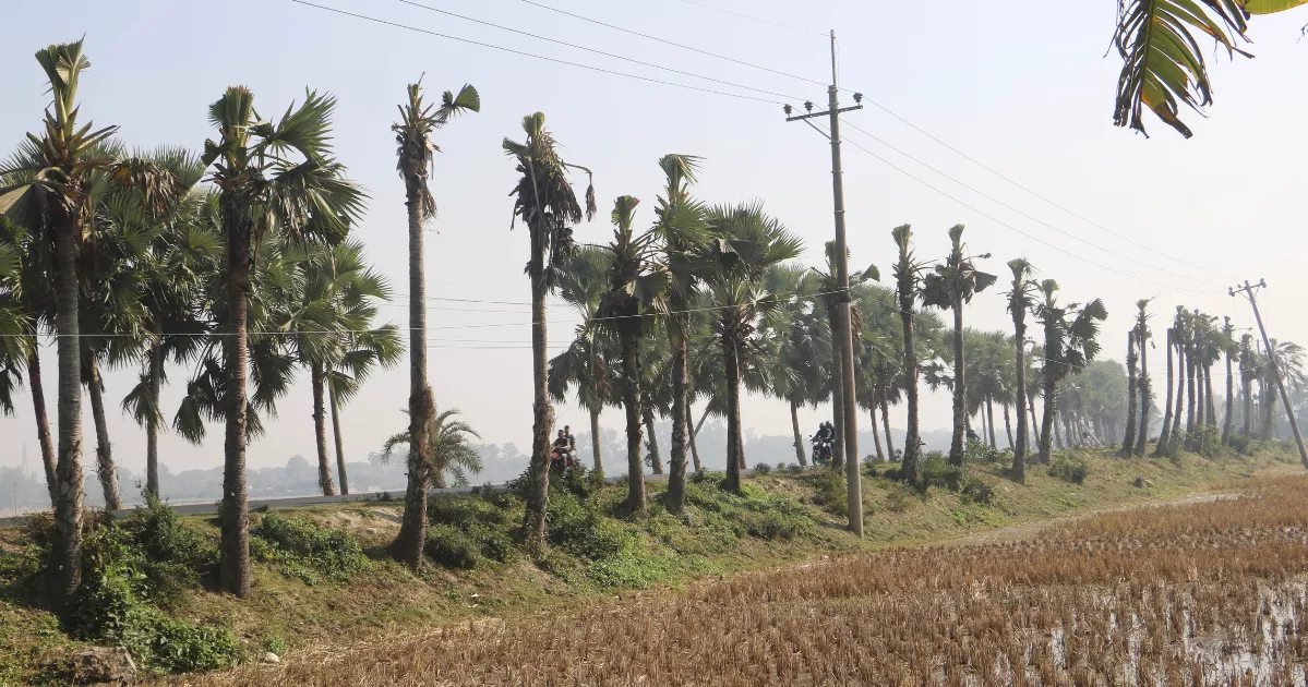 palm tree cut Naogaon