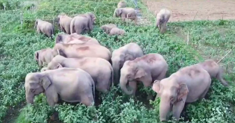 More elephants, less habitat: Sherpur’s growing human-elephant conflict