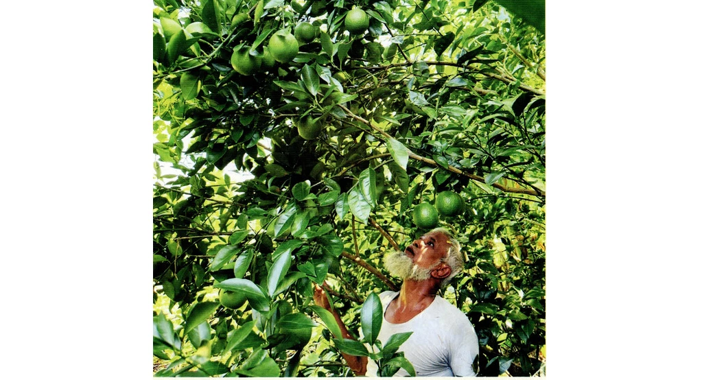 Pirojpur farmer turns citrus farming into a success story