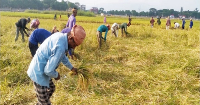 Sunamganj farmers worry over fair prices for Boro paddy