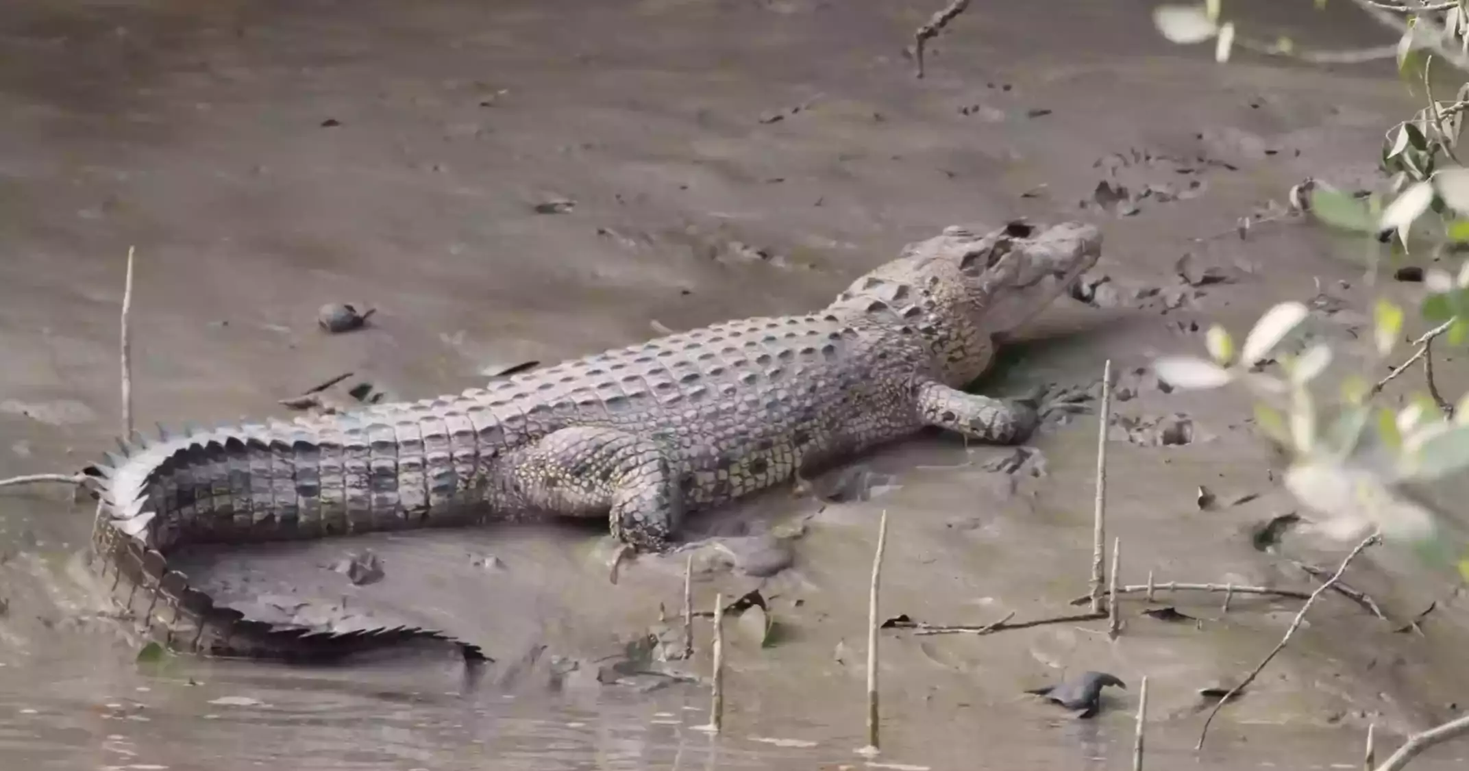 British High Commissioner’s Sundarbans visit shines light on conservation and future leaders