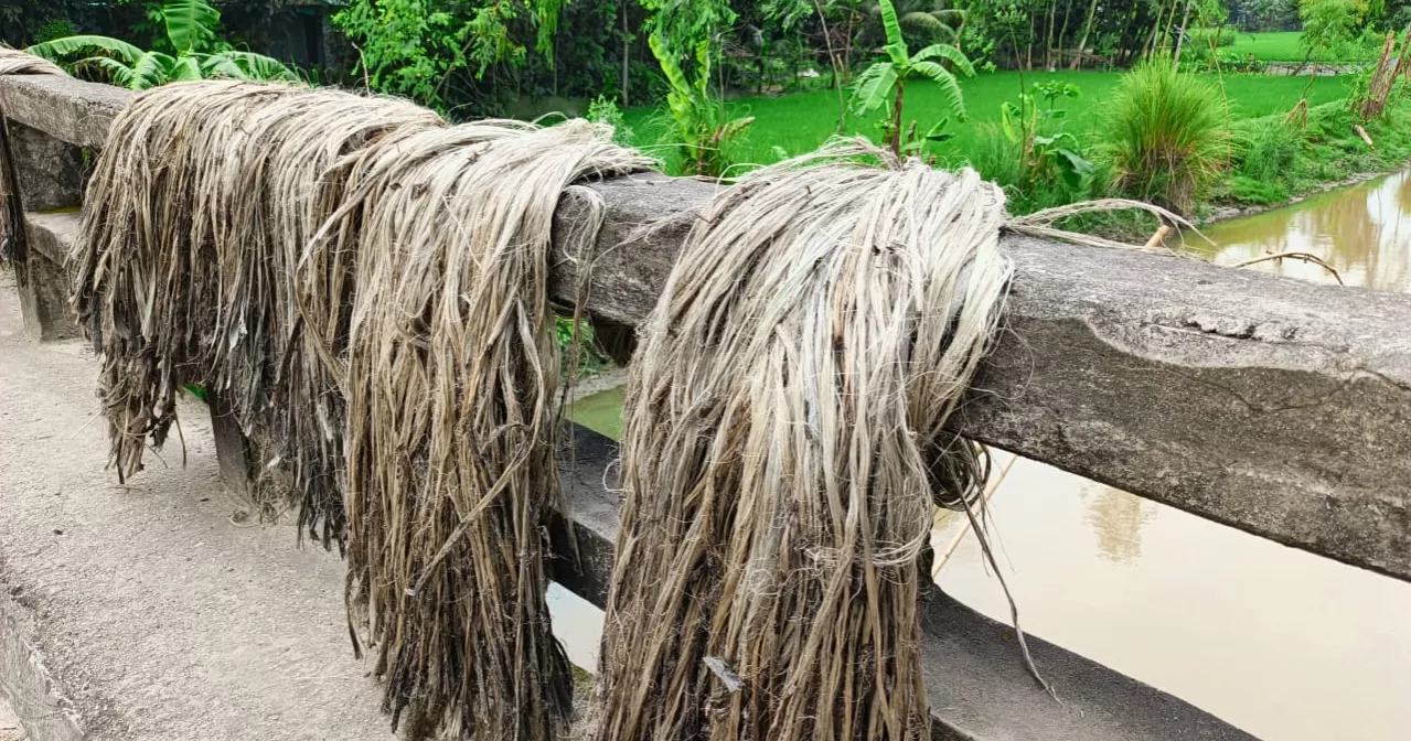 Low yields, uncertain prices worry jute farmers in Lalmonirhat