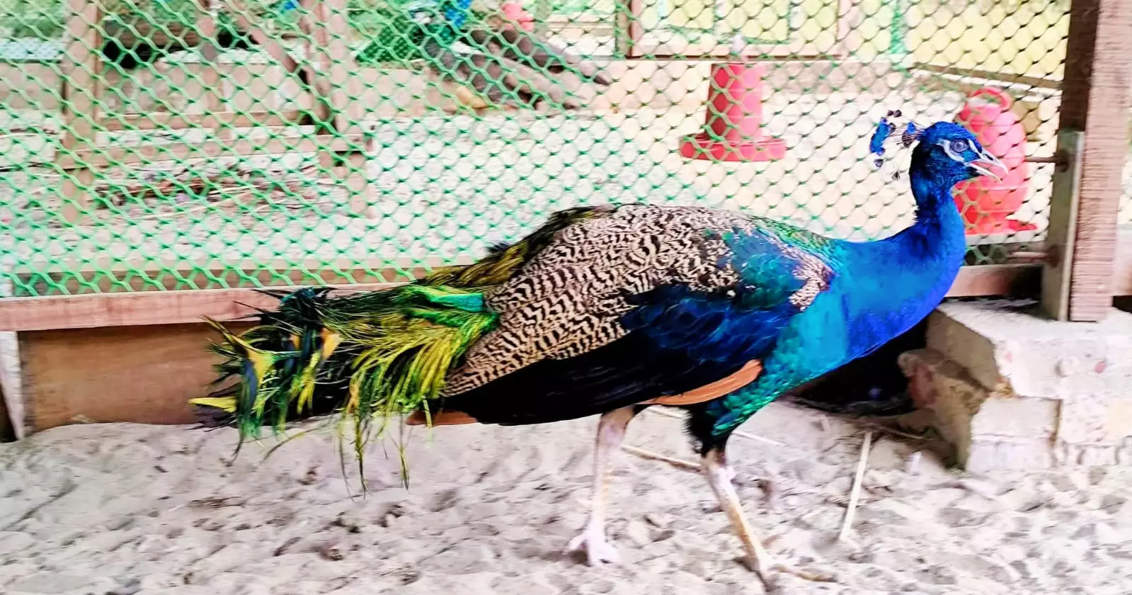 A peacock hobby that grew into a Tk 28 lakh venture