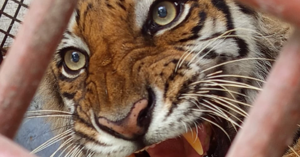 Tiger rescued from poachers’ snare set to return to Sundarbans