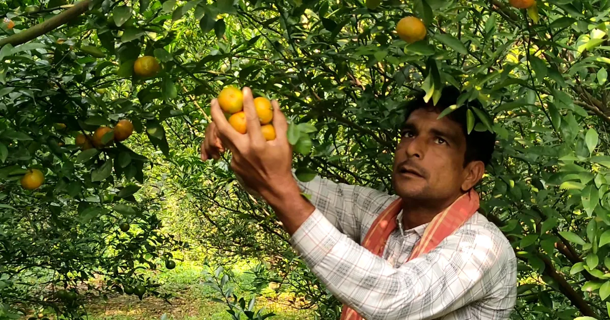 Chapainawabganj farmer sparks local excitement with amazing Chinese orange harvest