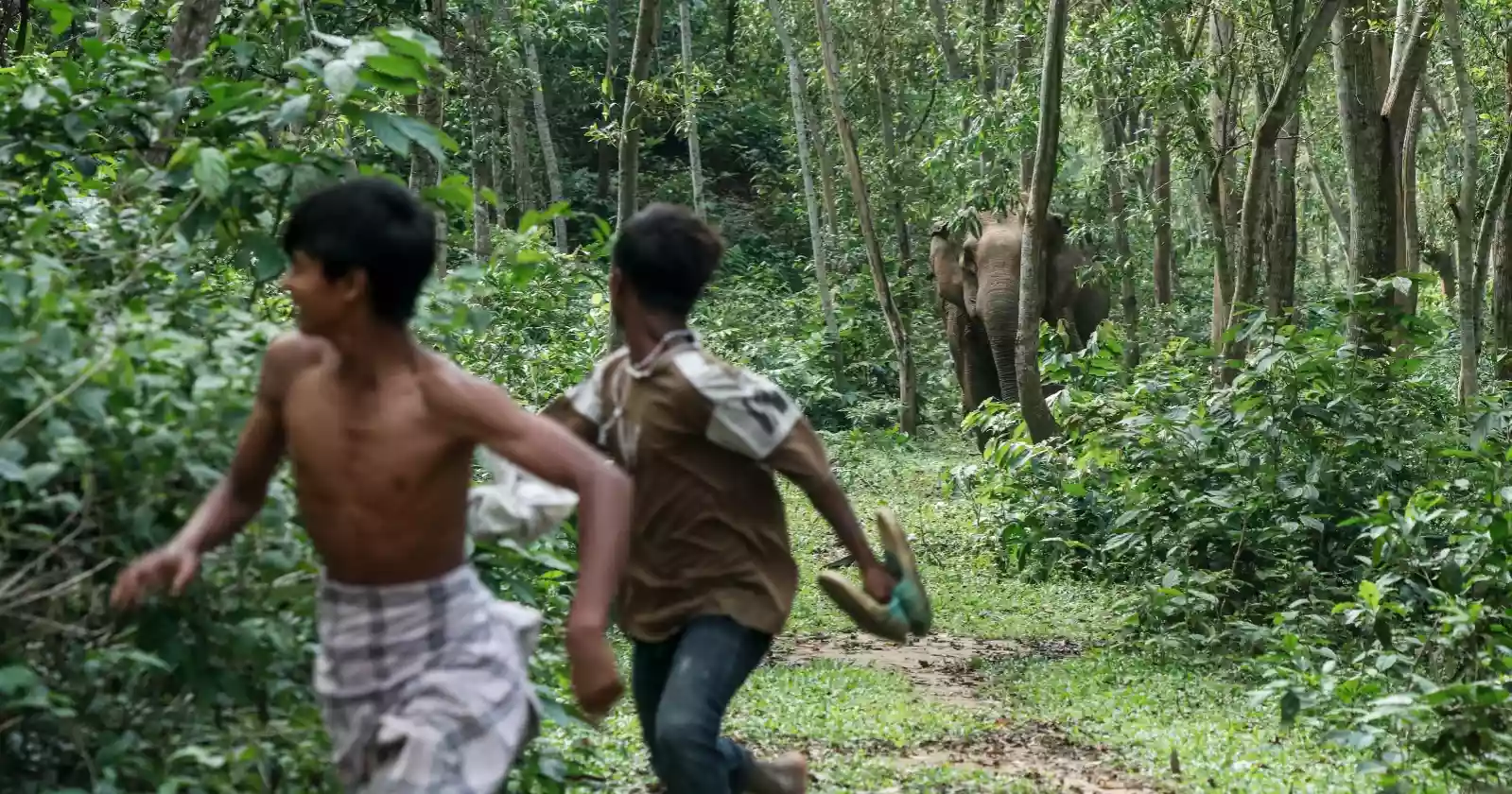 Human-elephant conflict intensifies in Sherpur border hills