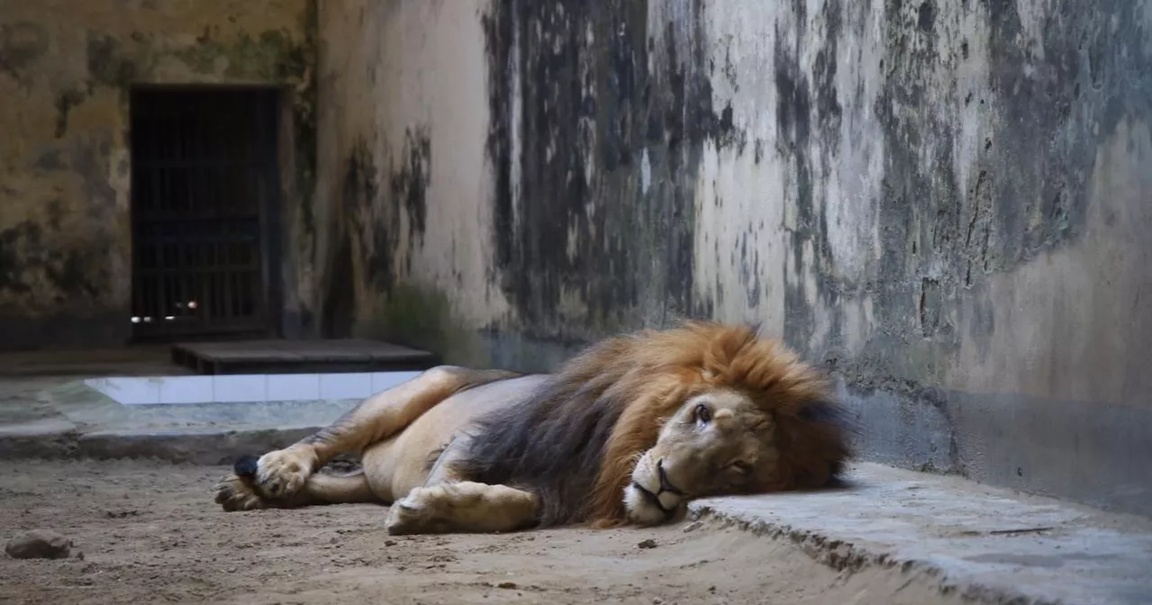 Dhaka National Zoo Lion