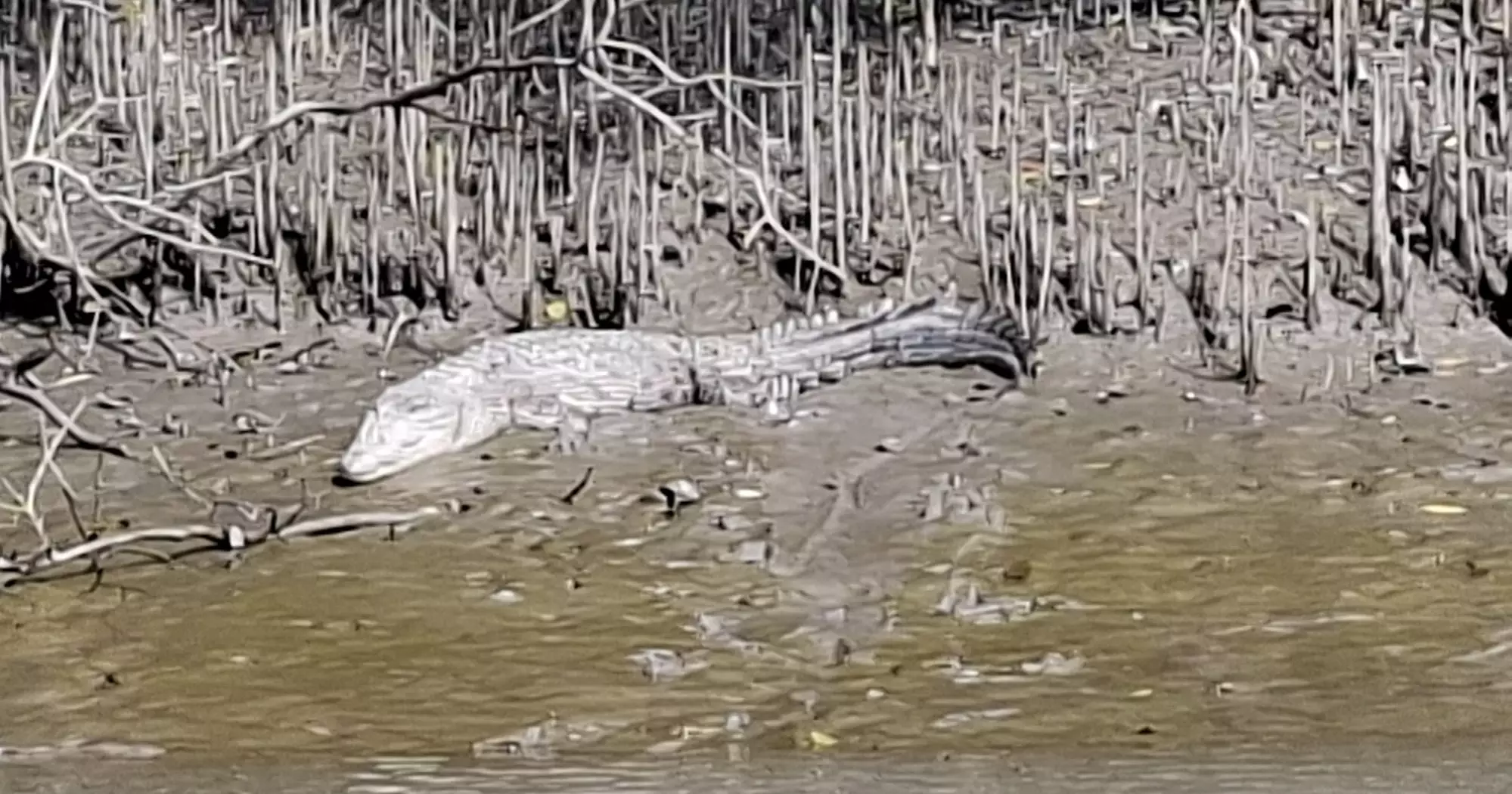 Riding Through the Mangroves: A Four-Day Journey of Nature and Inspiration