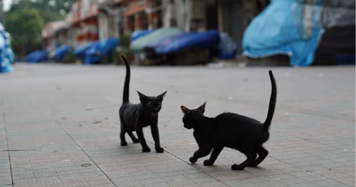 Compassion beyond duty: New Market guards help hungry cats during Eid holidays