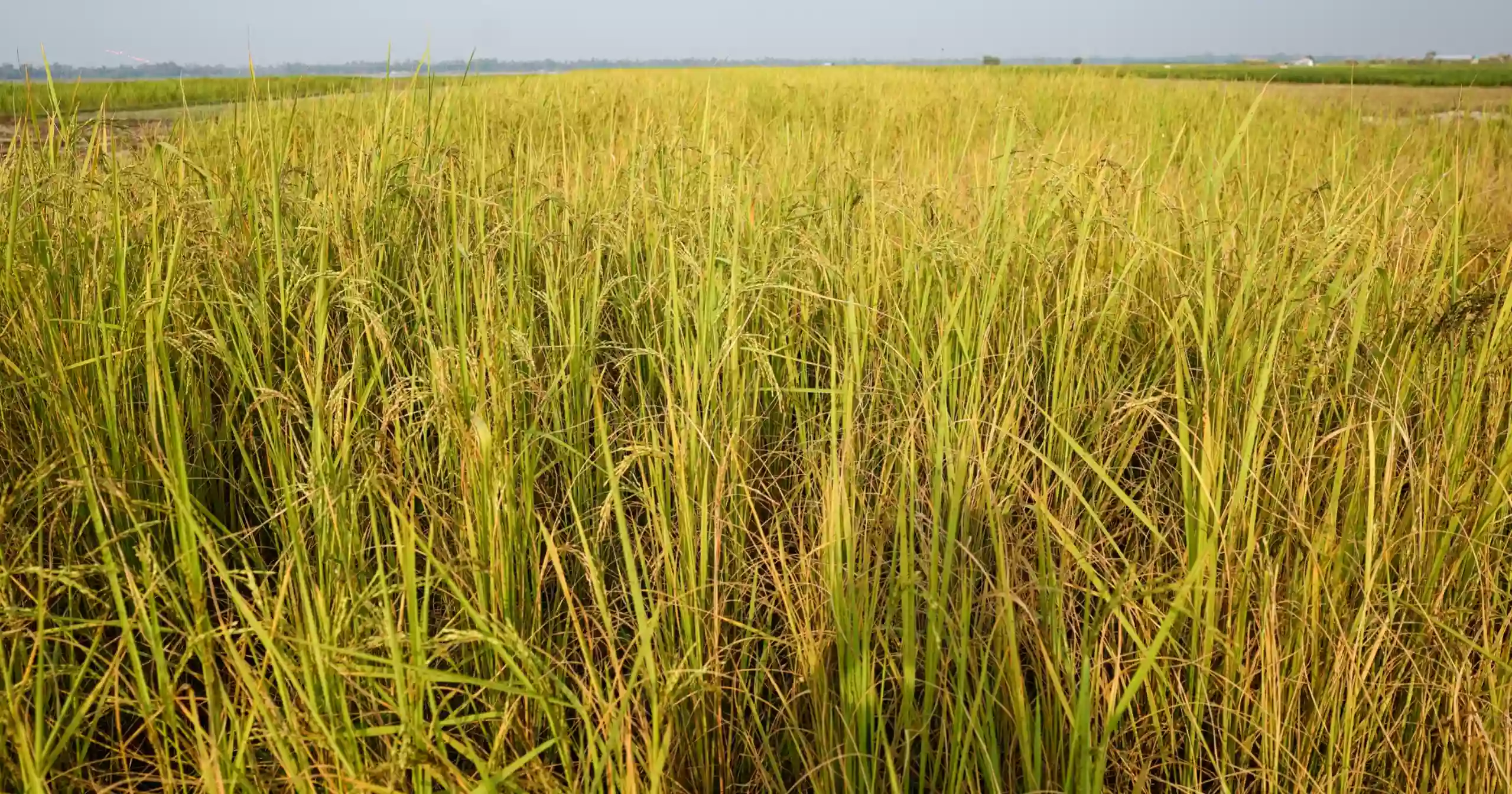 Teesta char farmers battle water woes to survive