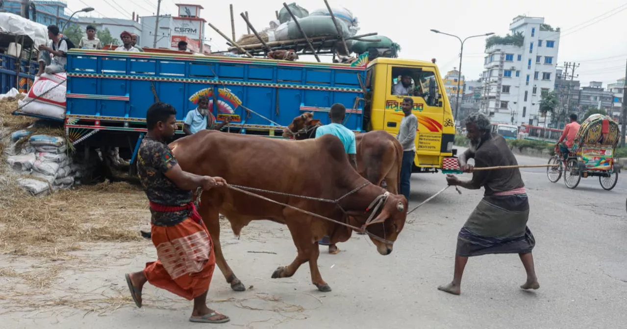 Medium-sized cattle leading buyers’ choice in Dhaka haats