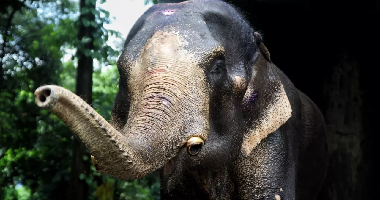 After years of neglect, rescued elephant Badsha Bahadur gets a second chance