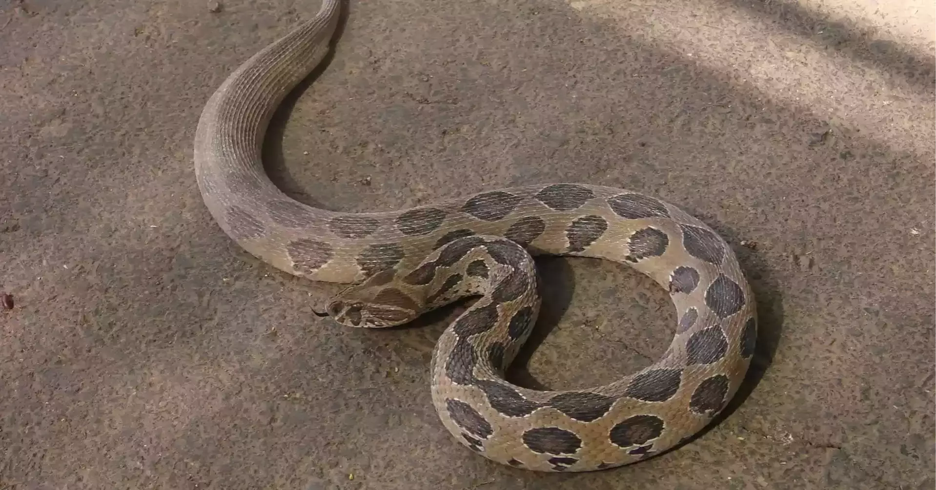 Snake Bite First Aid