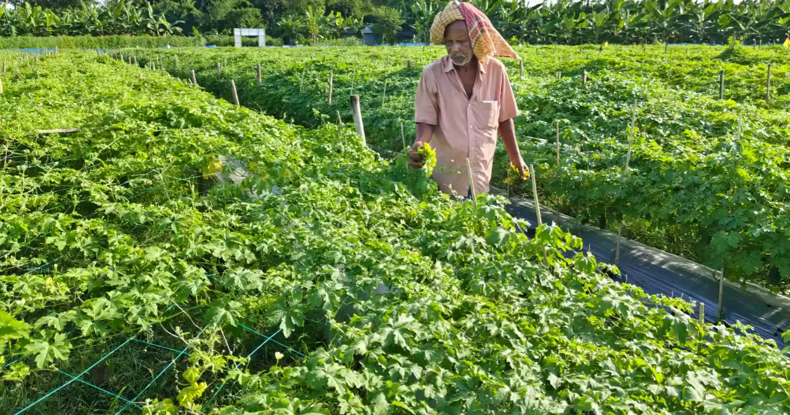 Safe vegetables, but where is the fair price?