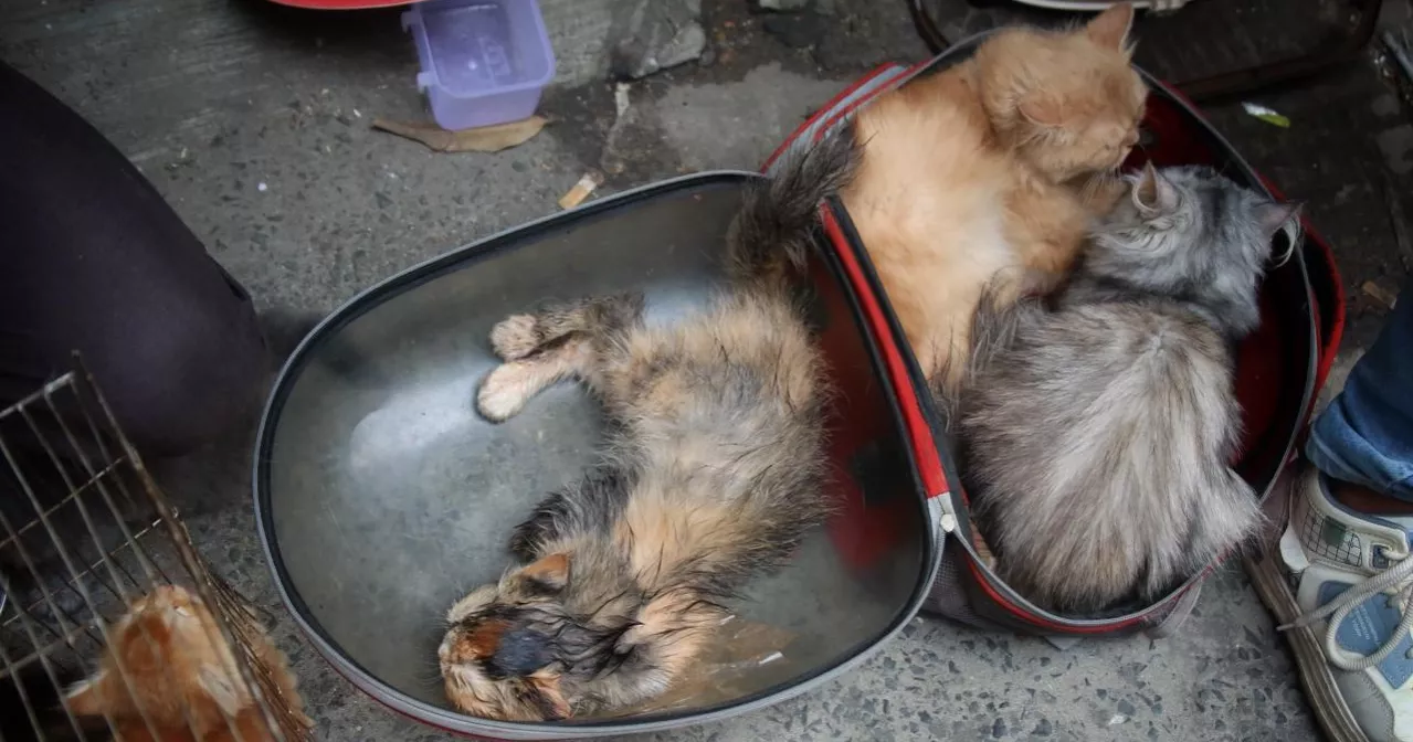 Cruelty on display: Pets kept in inhumane condition at Mirpur